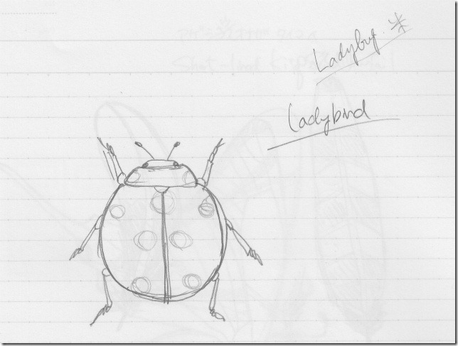 ladybird